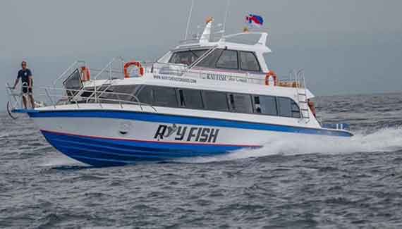ray fish fast cruise