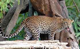 leopard package