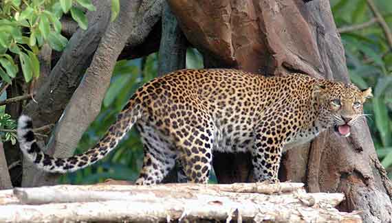 leopard packages bali safari