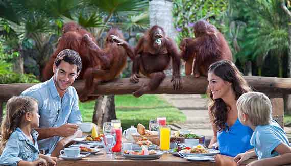 breakfast with orangutan