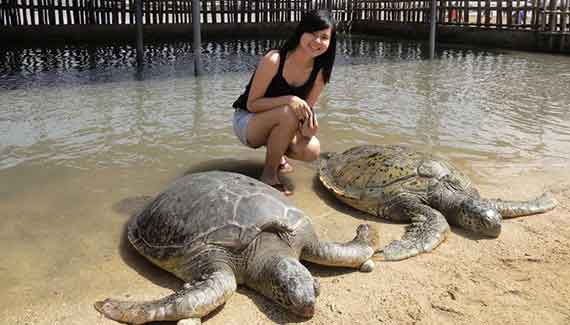 bali turtle island